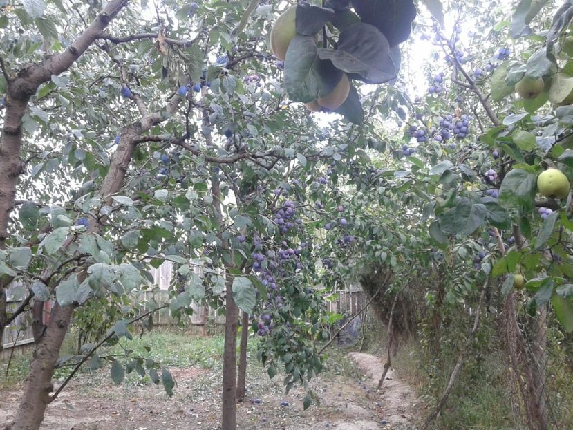 IMG-20180915-WA0013 - Livada mea de meri