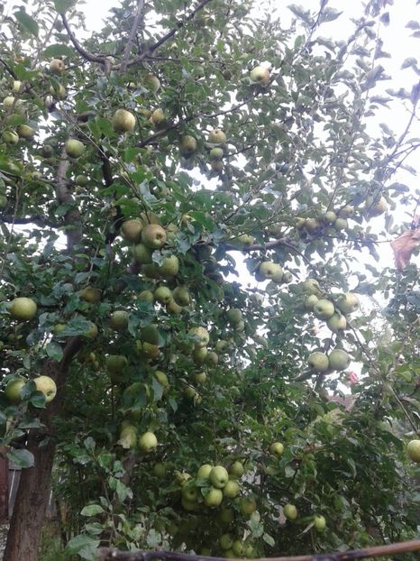 IMG-20180915-WA0006 - Livada mea de meri