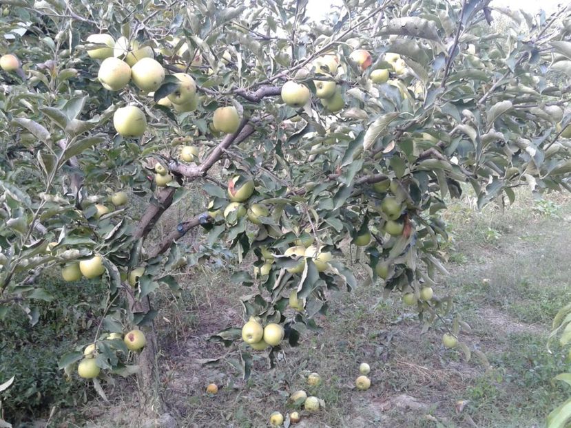 IMG-20180915-WA0003 - Livada mea de meri