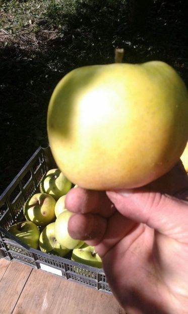 IMG-20190131-WA0004 - Livada mea de meri