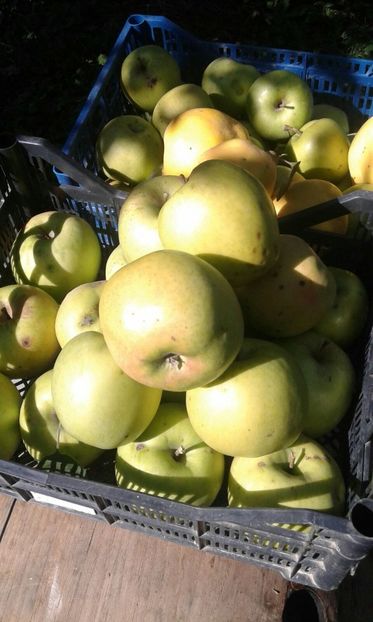 IMG-20190131-WA0003 - Livada mea de meri