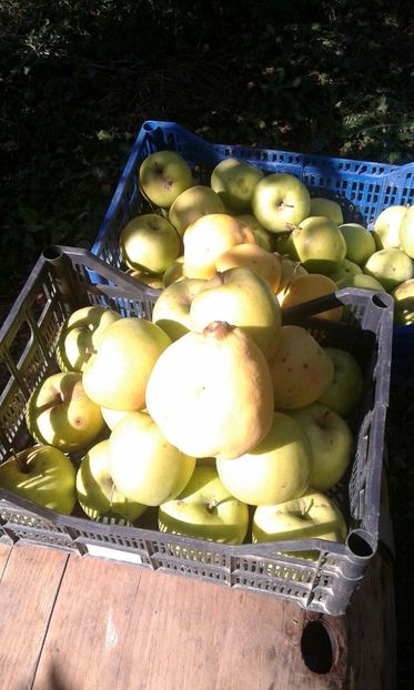 IMG-20190131-WA0002 - Livada mea de meri