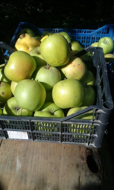 IMG-20190131-WA0001 - Livada mea de meri