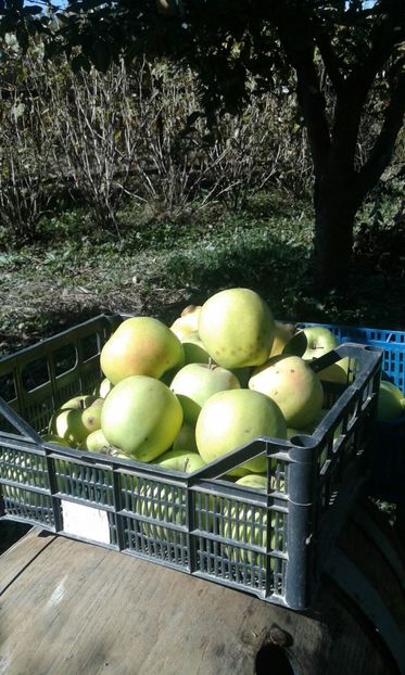 IMG-20190131-WA0000 - Livada mea de meri