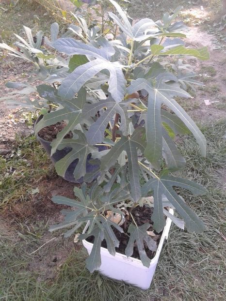 IMG-20181003-WA0005 - w Produse livrate