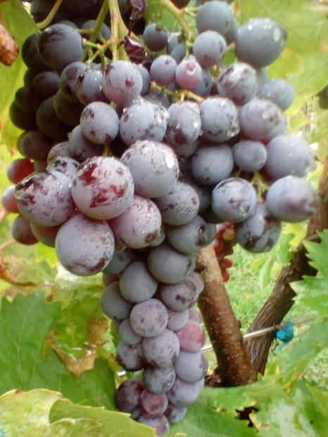 IMG-20190131-WA0015 - Vita de vie