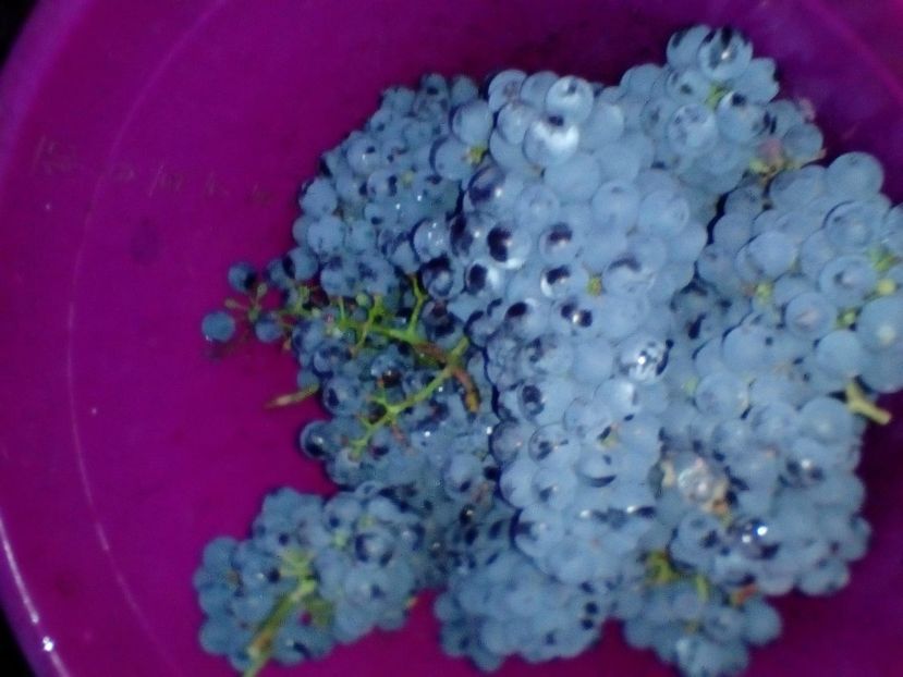 IMG-20190131-WA0013 - Vita de vie