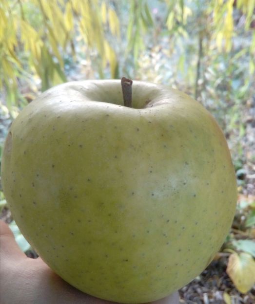  - Livada mea de meri