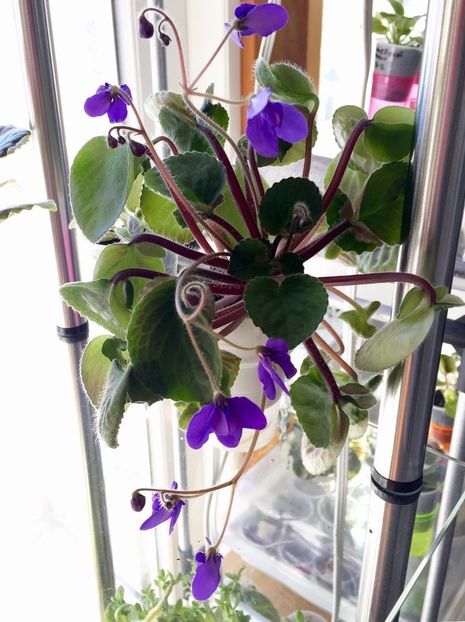 Blue Tail Fly - AAAA Provizoriu 2