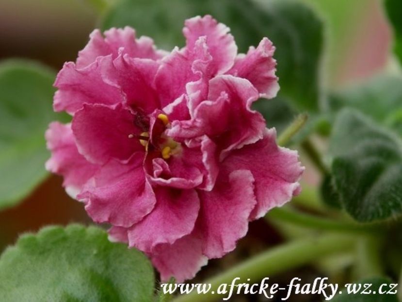 Bog Solnca - Violete