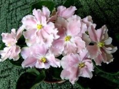 LE Utonchenny Vkus - Violete