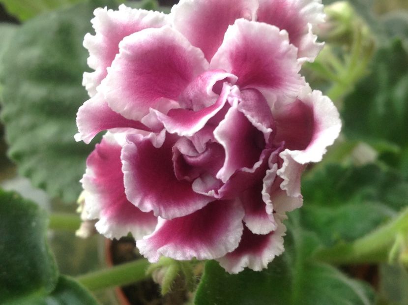 RS Duchess - Violete