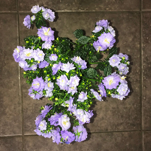  - Plante de interior 2019