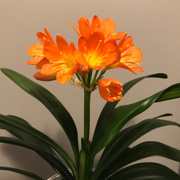  - Plante de interior 2019