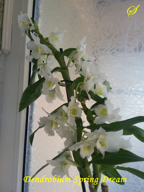 Dendrobium Spring Dream - Flori 2019