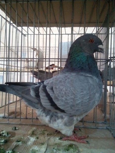 F 2016 - Perechi 2019