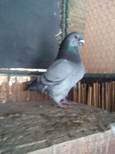 M 2016 - Perechi 2019