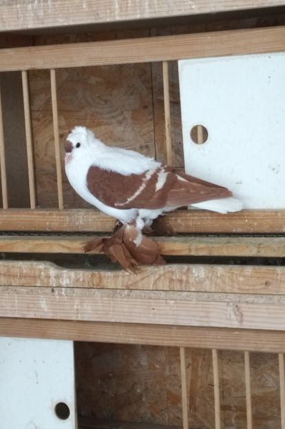 mascul 2018 - De vanzare Randunele 2019