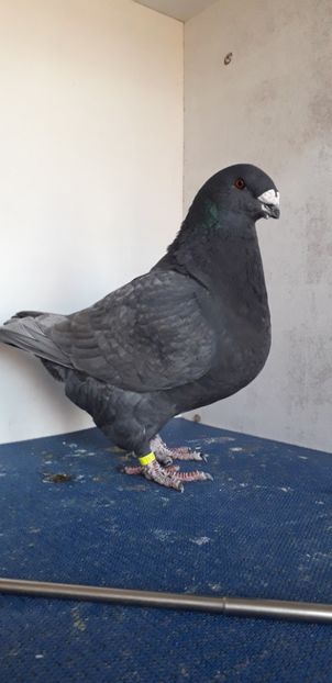 F 2017 H - Perechi 2019