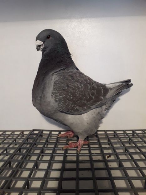 M 2017 - Perechi 2019