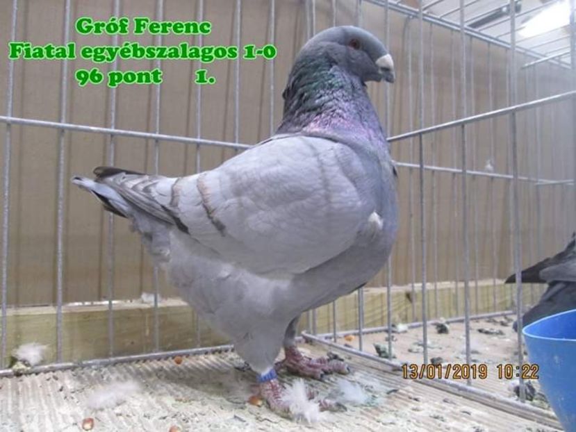 M 2018 H - Perechi 2019