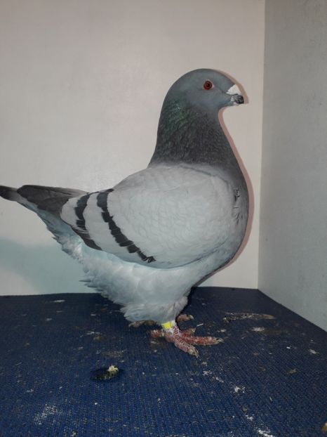 F 2017 H - Perechi 2019