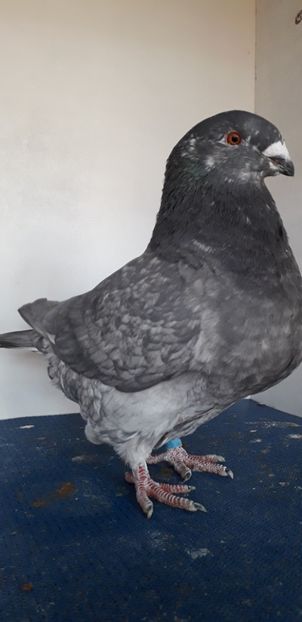 F 2018 - Perechi 2019