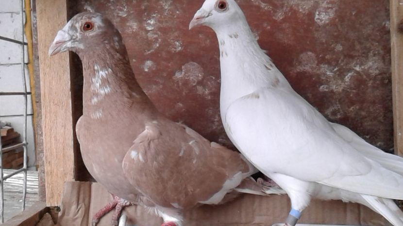  - De vanzare meulemans pe galben si pe rosu