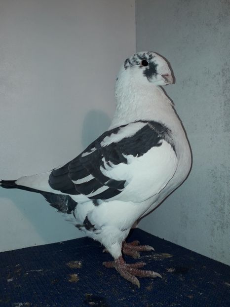 M 2018 - Perechi 2019