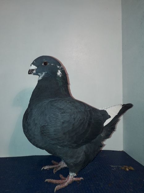 M 2018 - Perechi 2019