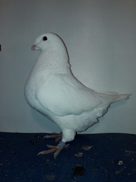 F 2018 - Perechi 2019