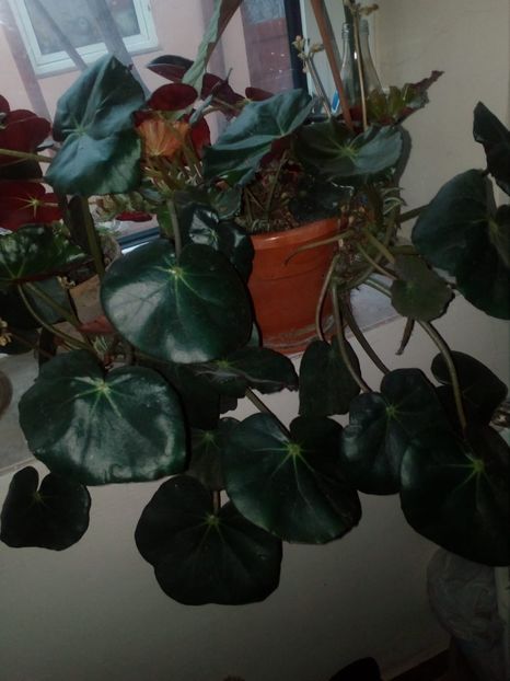 begonia - -FEBRUARIE 2019