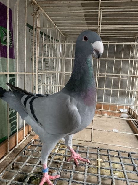 Femela 2018 - Achiziti pentru 2019