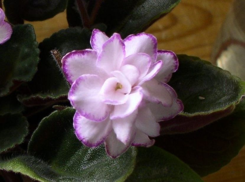 Two w Miss Sophie - AAA Violete africane comerciale