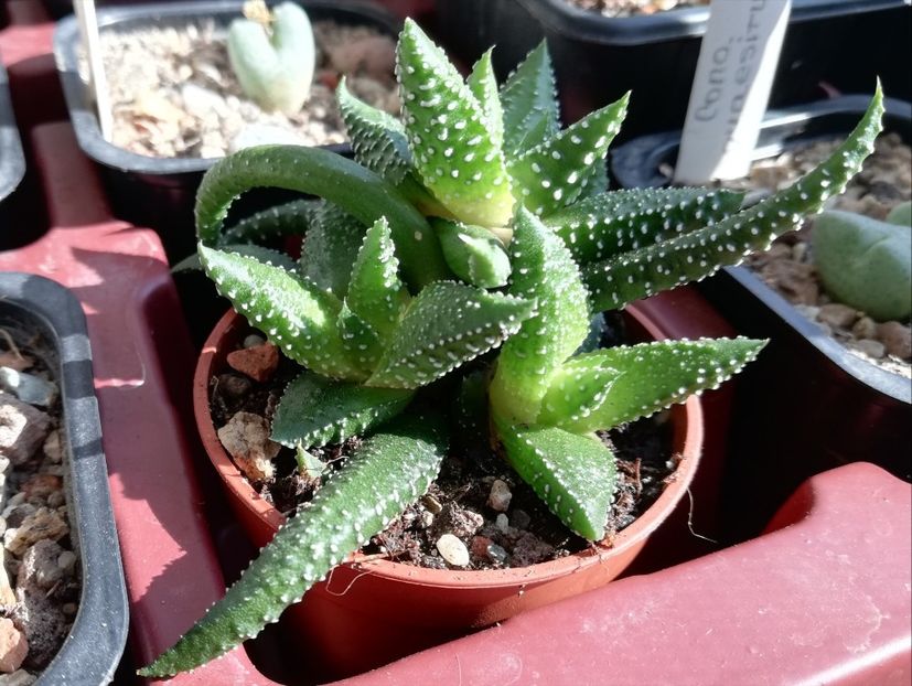  - Haworthia