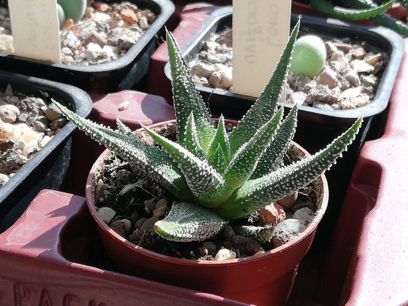  - Haworthia