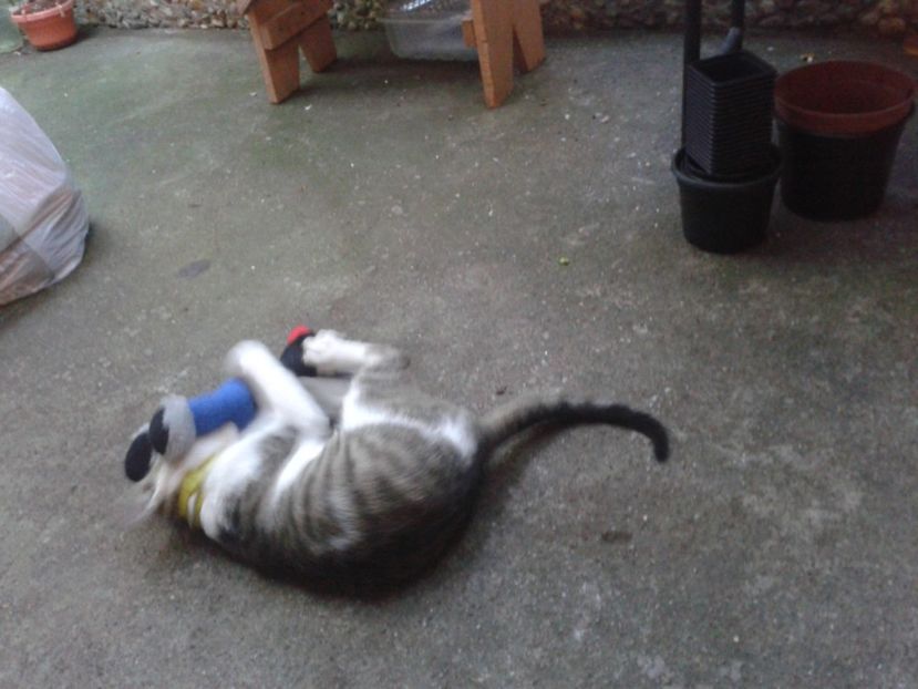 Fotografie0230 - provizoriu