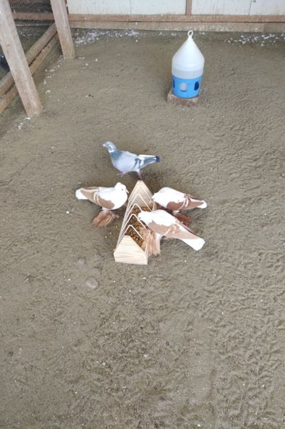  - De vanzare Randunele 2019