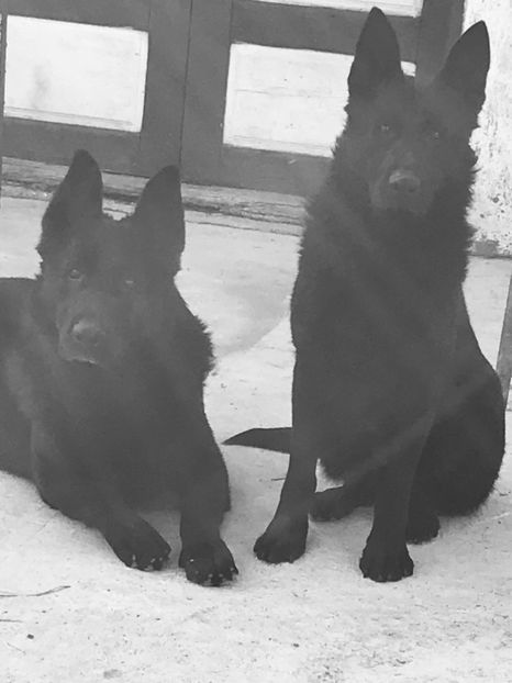 Athos și Parvi - Ciobanesti Germani Negri