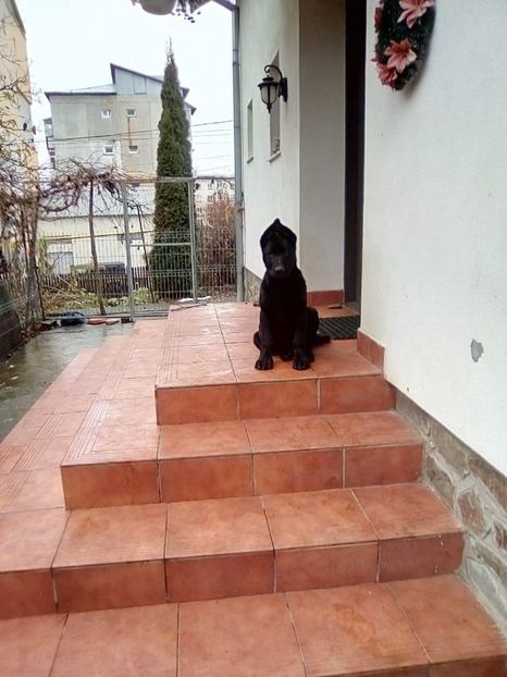 Pui la 3 luni din Athos și Blaky - Ciobanesti Germani Negri