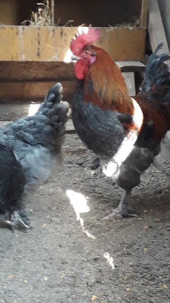  - Marans 2019