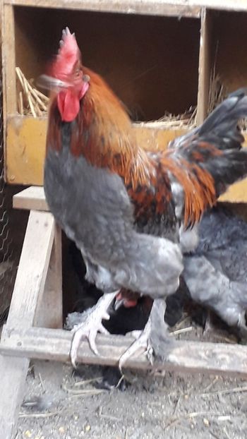  - Marans 2019