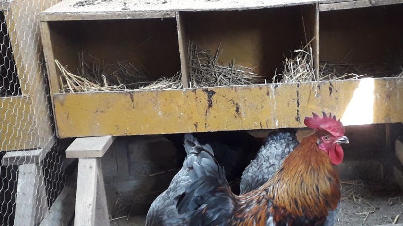  - Marans 2019