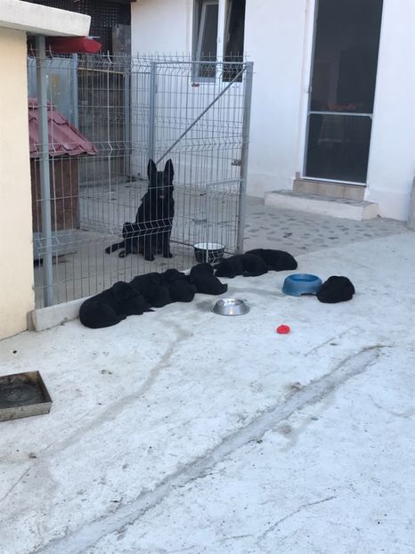 Blaky cu puișori la o luna - Ciobanesti Germani Negri