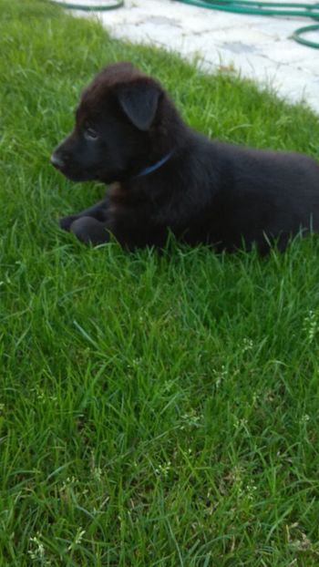 CA2EFA4E-DE73-4D86-9E9E-2F635DAFD69D - Ciobanesti Germani Negri