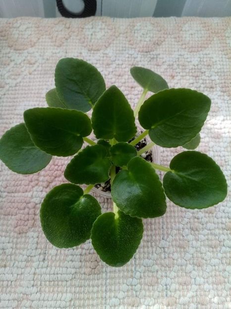 17 feb - ZZ RS Rozovyi Rai