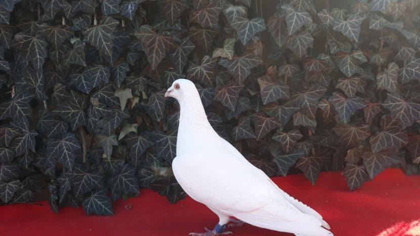  - Sectiunea 1D-Porumbei albi voiajori