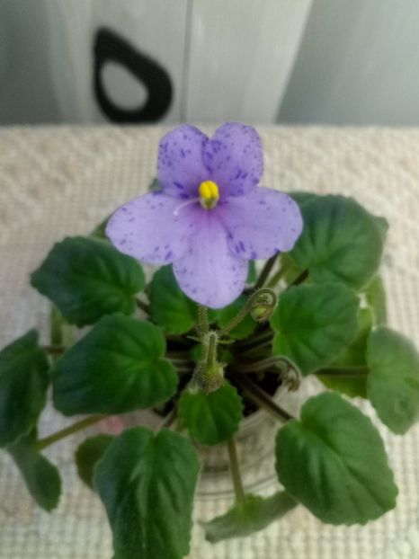 24 ian - Allegro Appalachian Trail