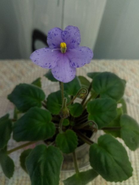 24 ian - Allegro Appalachian Trail