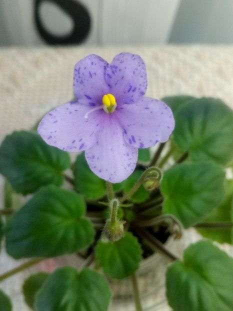 24 ian - Allegro Appalachian Trail